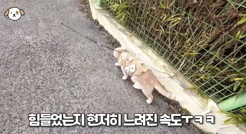 저희 집 고양이 산책 좋아해요 진짜임.jpgif | 인스티즈