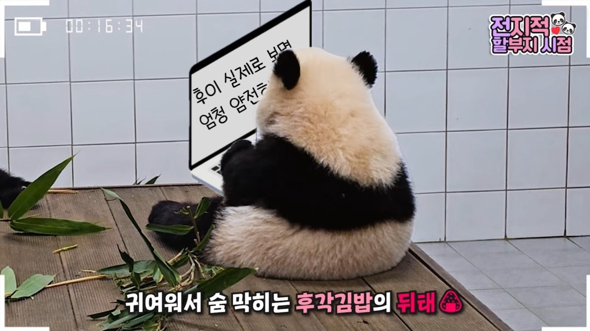 [잡담] 후이의 뒷모습을 사랑해❤️🐼 | 인스티즈