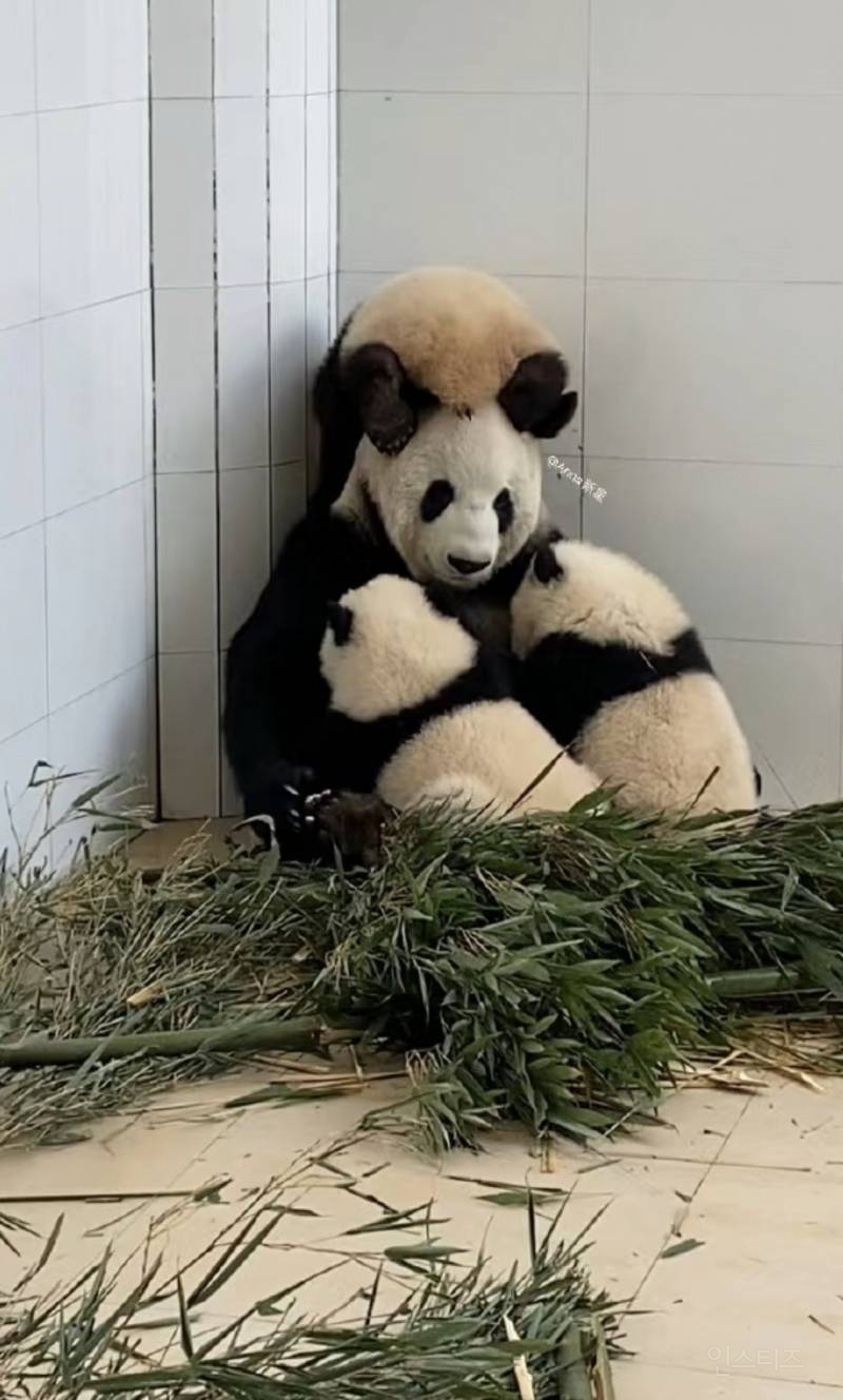 개귀여운... 아기판다 세쌍둥이 엄마판다의 육아🐼🐼🐼 | 인스티즈