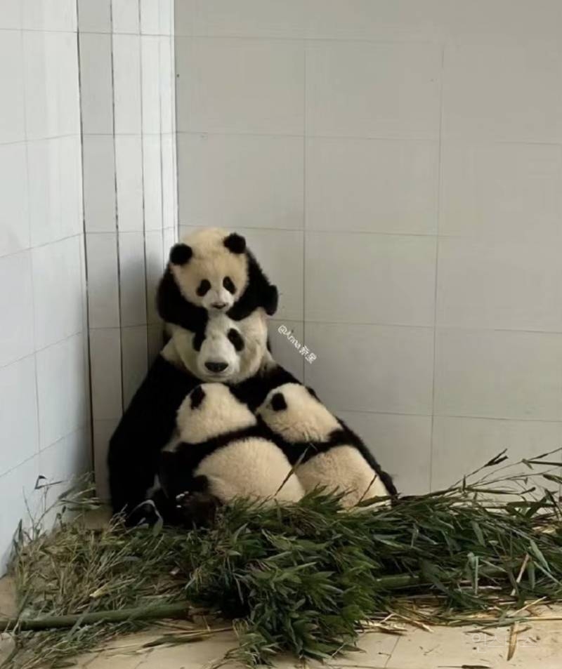 개귀여운... 아기판다 세쌍둥이 엄마판다의 육아🐼🐼🐼 | 인스티즈