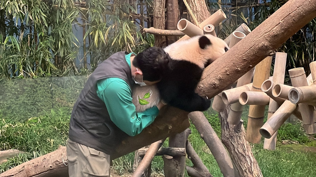 [정보/소식] 오늘 퇴근때 쌍둥바오 안아주는 송바오🐼 | 인스티즈