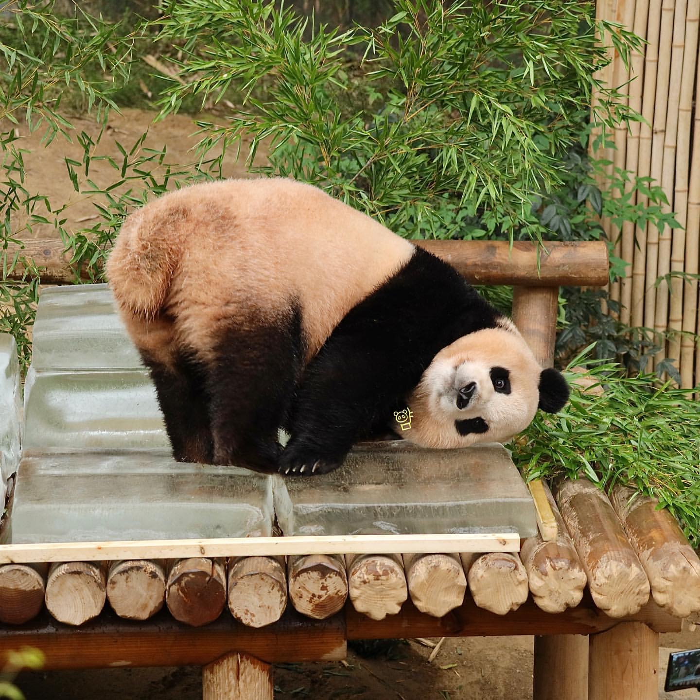 [잡담] 요즘 내 힐링 푸바오 | 인스티즈