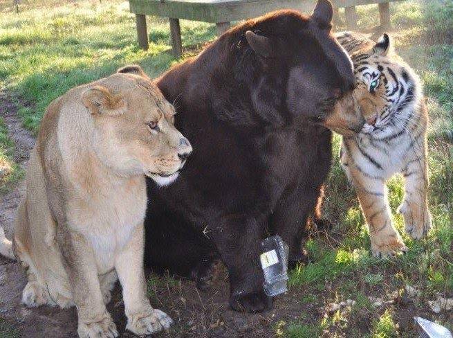 [잡담] 맹수즈 동반승리잖앙🐻🦁🐯 | 인스티즈