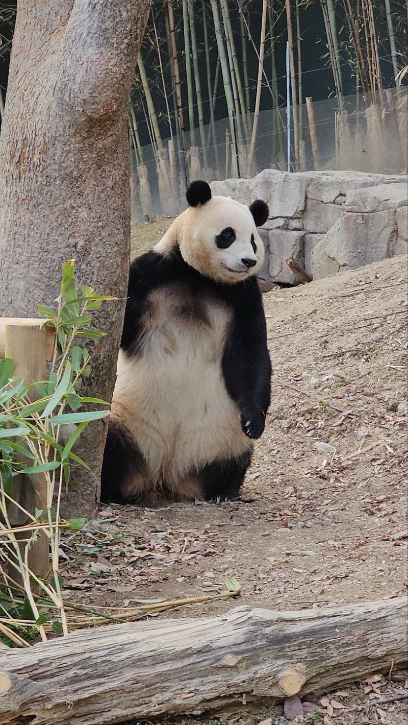 [잡담] 푸바오 다리길이 이게 맞아요? | 인스티즈