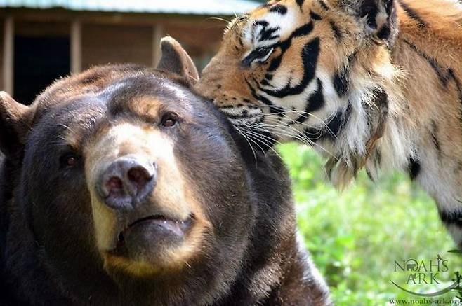 [잡담] 단군즈 정규 마지막 경기를 맞아 단군즈 짤털🐯🐻 | 인스티즈