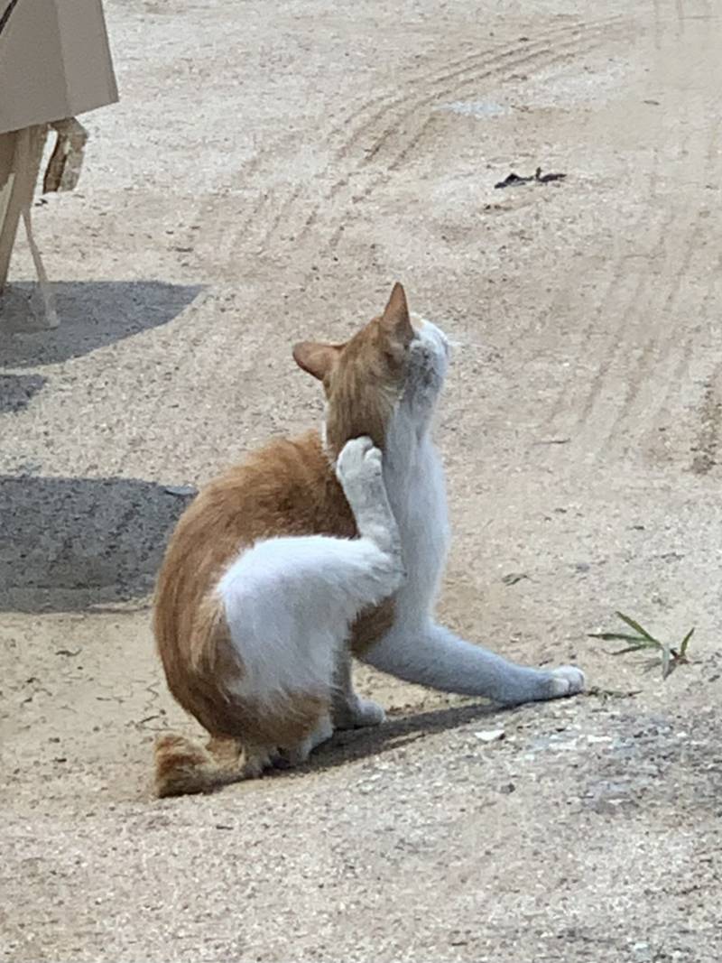 [잡담] 나 오늘 고양이 축복 받았어 | 인스티즈