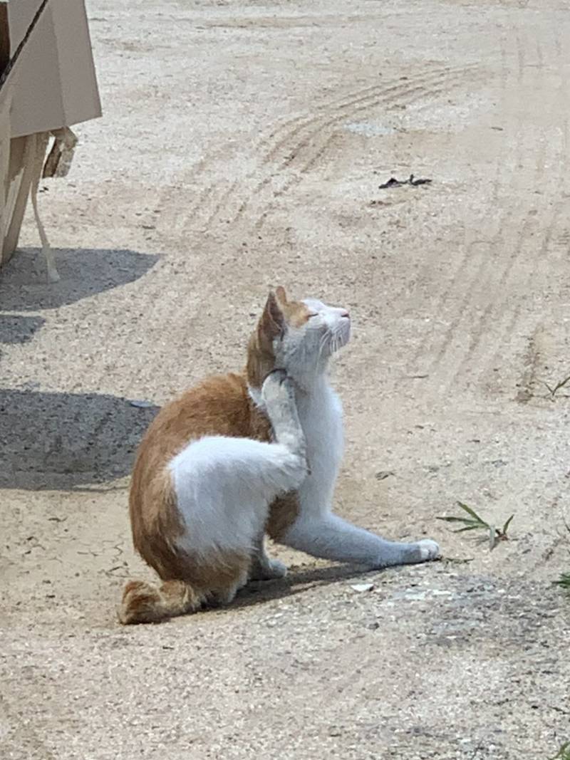 [잡담] 나 오늘 고양이 축복 받았어 | 인스티즈