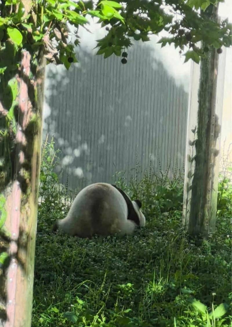 [잡담] 강바오님 다녀가신 날 푸바오 좀 봐......ㅠㅠ | 인스티즈