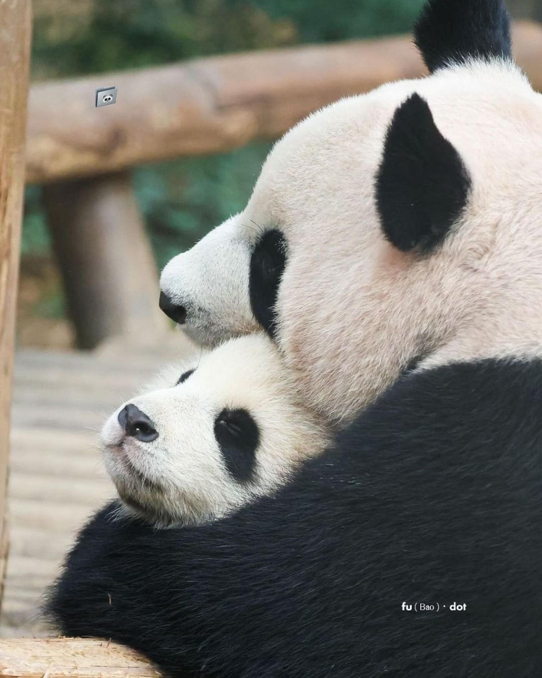 [잡담] 아이바오한테 안겨 있는 물개바오 후이 보실 분 | 인스티즈