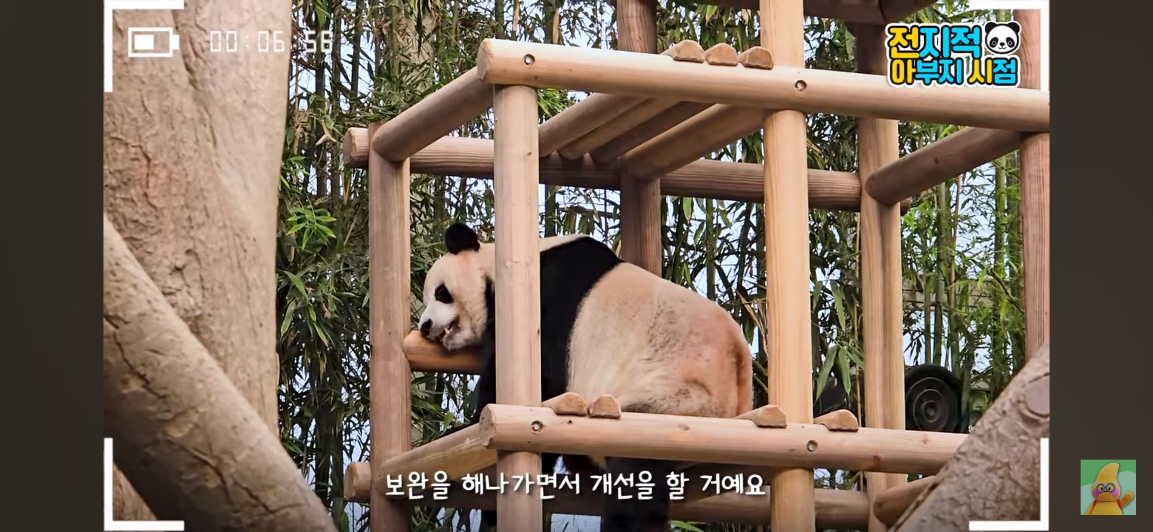 [정보/소식] 오늘 전아시에서 사육사님들 원망하시는분 많다고 대놓고 언급한 강바오 | 인스티즈