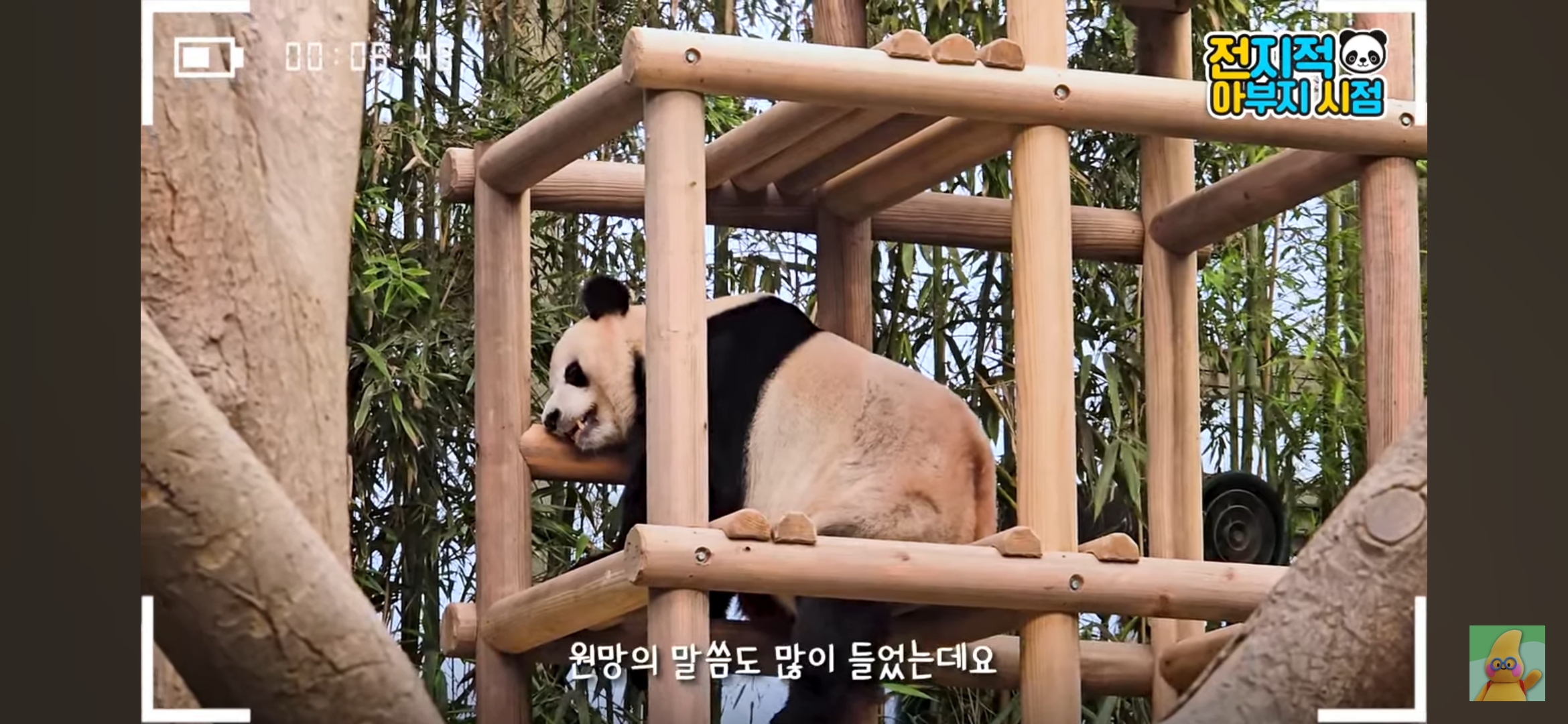 [정보/소식] 오늘 전아시에서 사육사님들 원망하시는분 많다고 대놓고 언급한 강바오 | 인스티즈