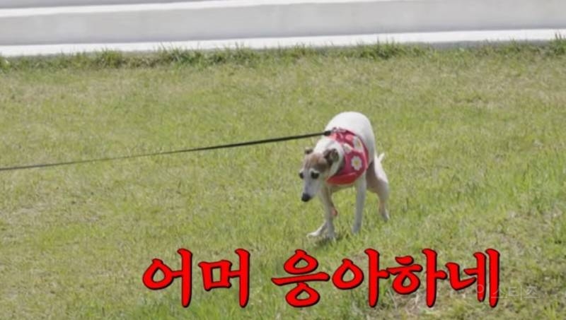 가가랑 비버 자랑하는 개아빠.jpg | 인스티즈