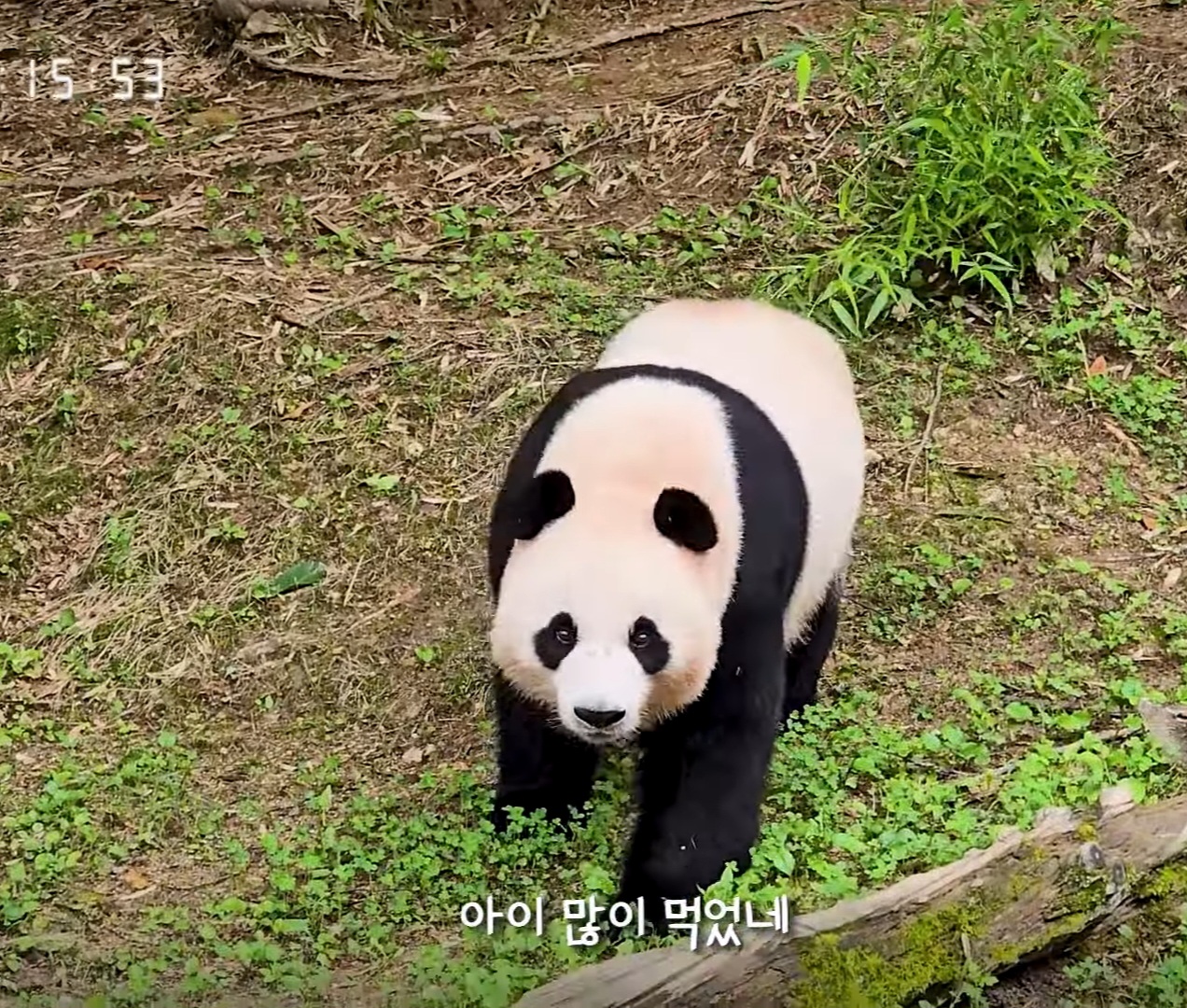 [잡담] 아니 아이바오 진짜 너무 예쁜거 아닌가오?! | 인스티즈