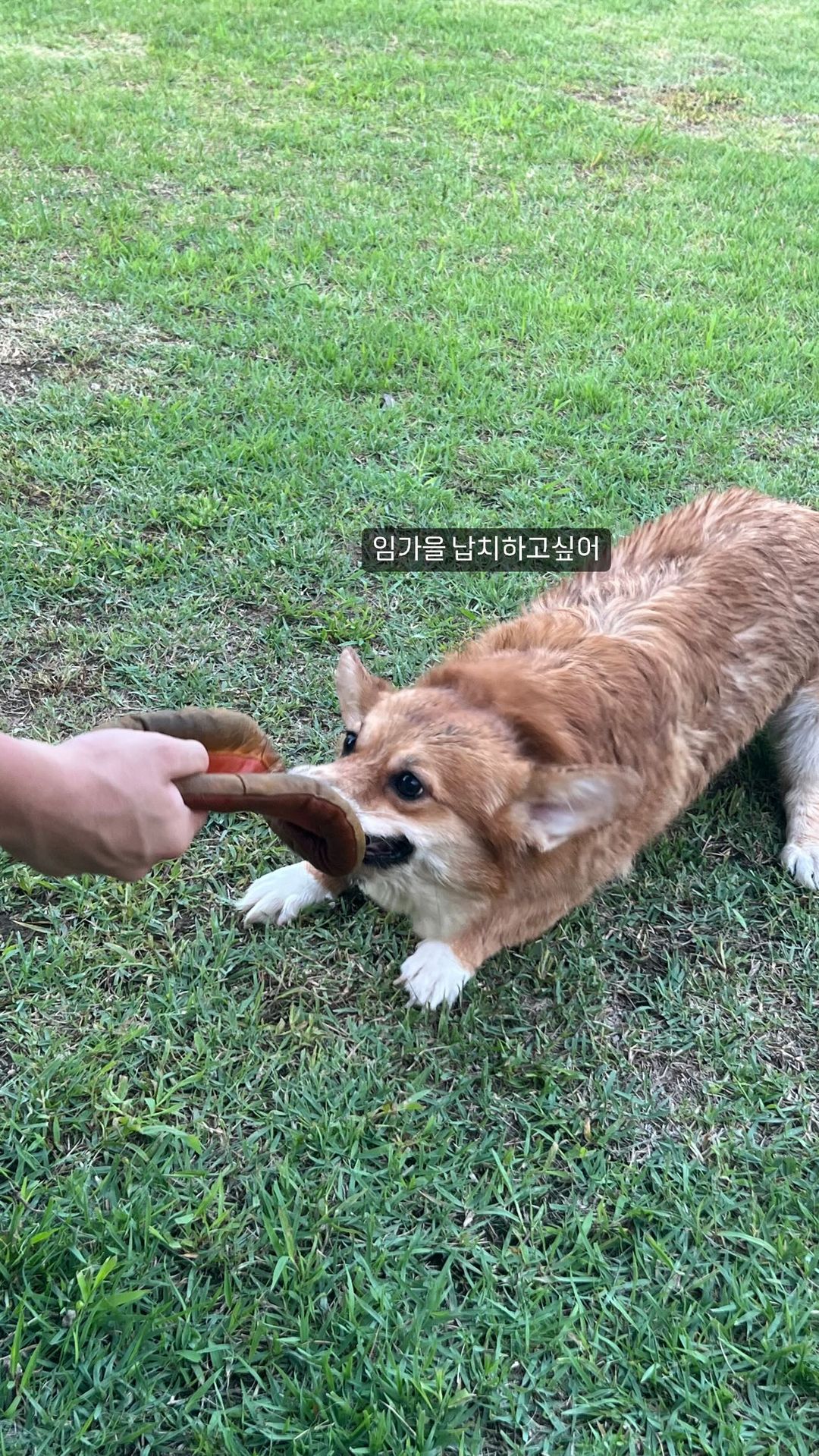 [잡담] 이도현네 강아지 진짜 커욥ㅋㅋㅋㅋㅋㅋ | 인스티즈