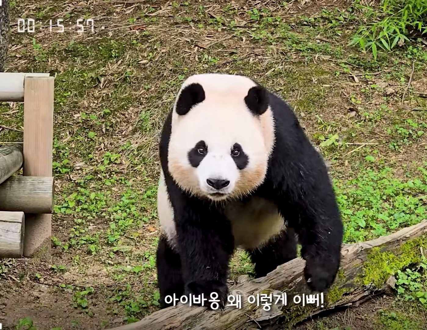 [잡담] 아니 아이바오 진짜 너무 예쁜거 아닌가오?! | 인스티즈