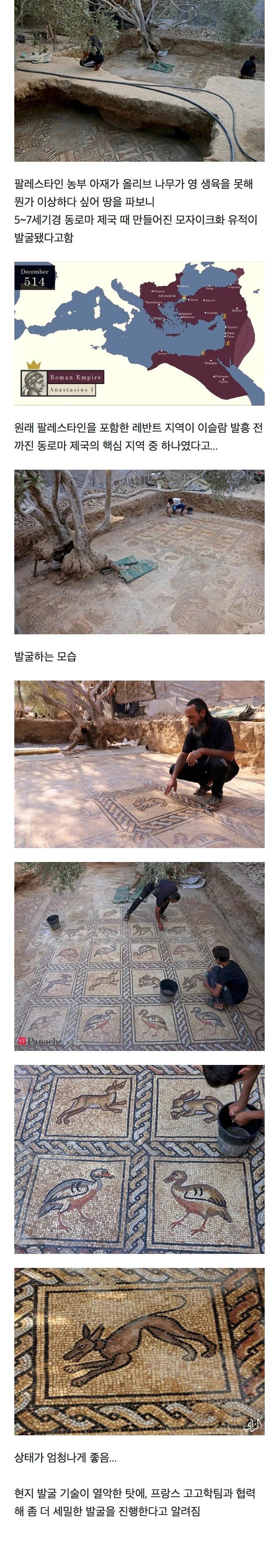 나무가 잘 못자라는게 이상해서 땅을 파본 농부 | 인스티즈