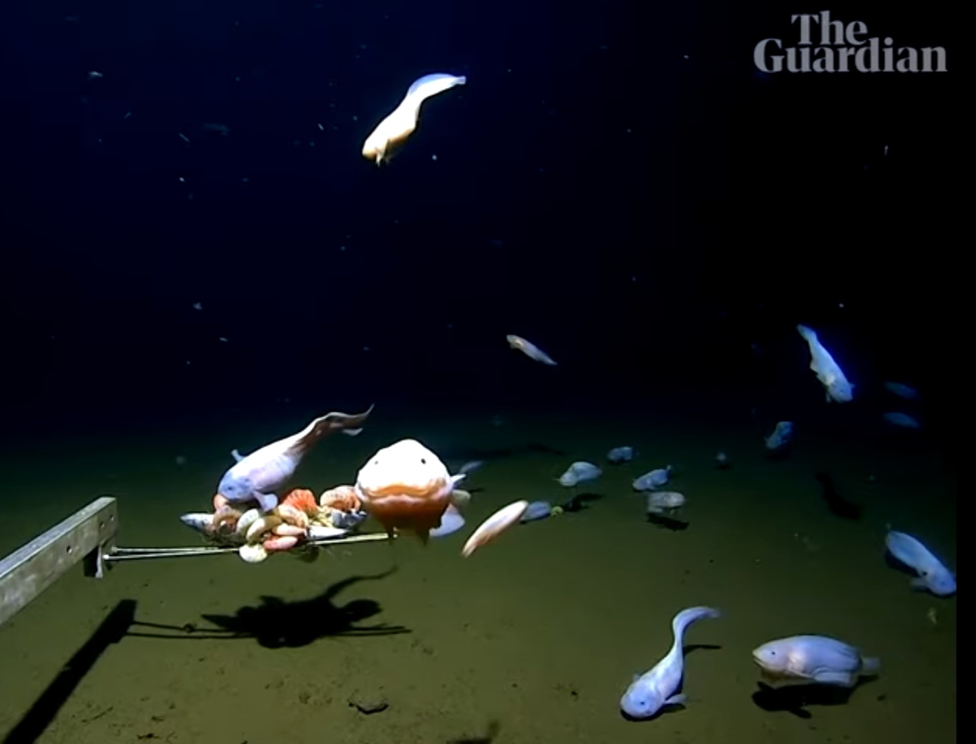 [정보/소식] 해저 8,336m 세계에서 가장 깊은곳. 심해에서 발견된 물고기 | 인스티즈