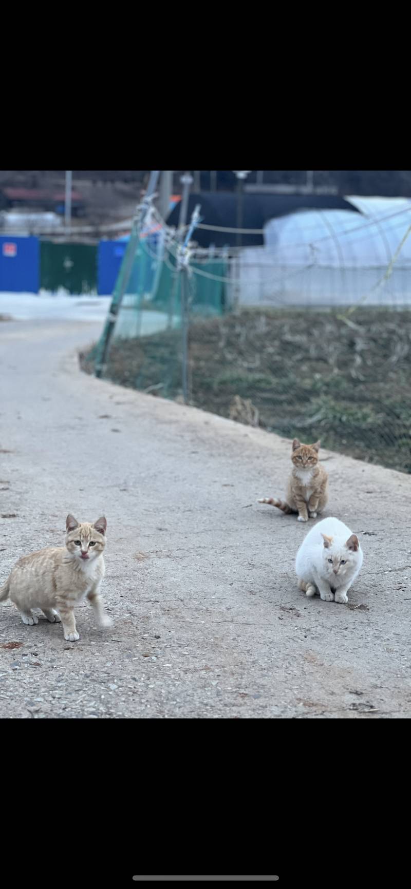 [잡담] 아마도? 낮은 확률로 태어난 우리집 고앵이 보러와 | 인스티즈