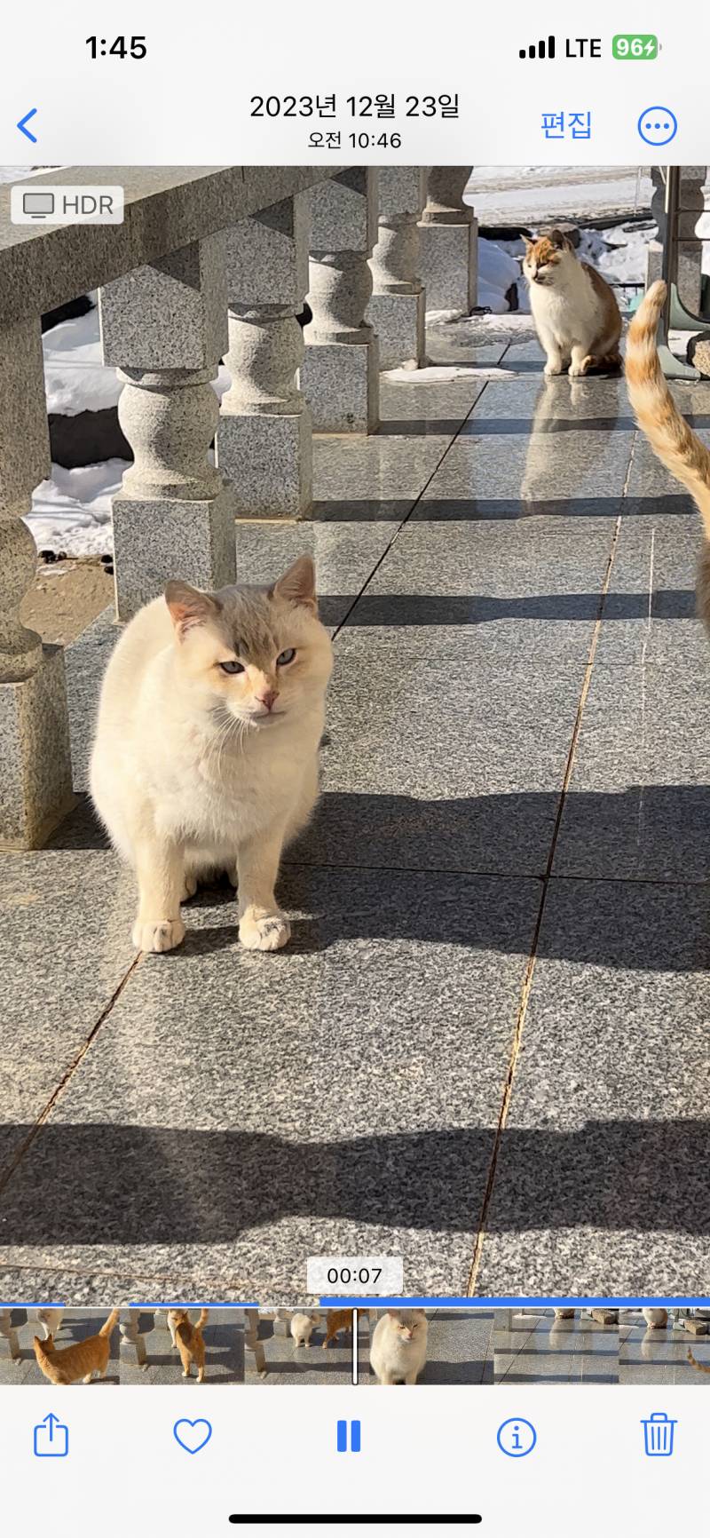 [잡담] 아마도? 낮은 확률로 태어난 우리집 고앵이 보러와 | 인스티즈