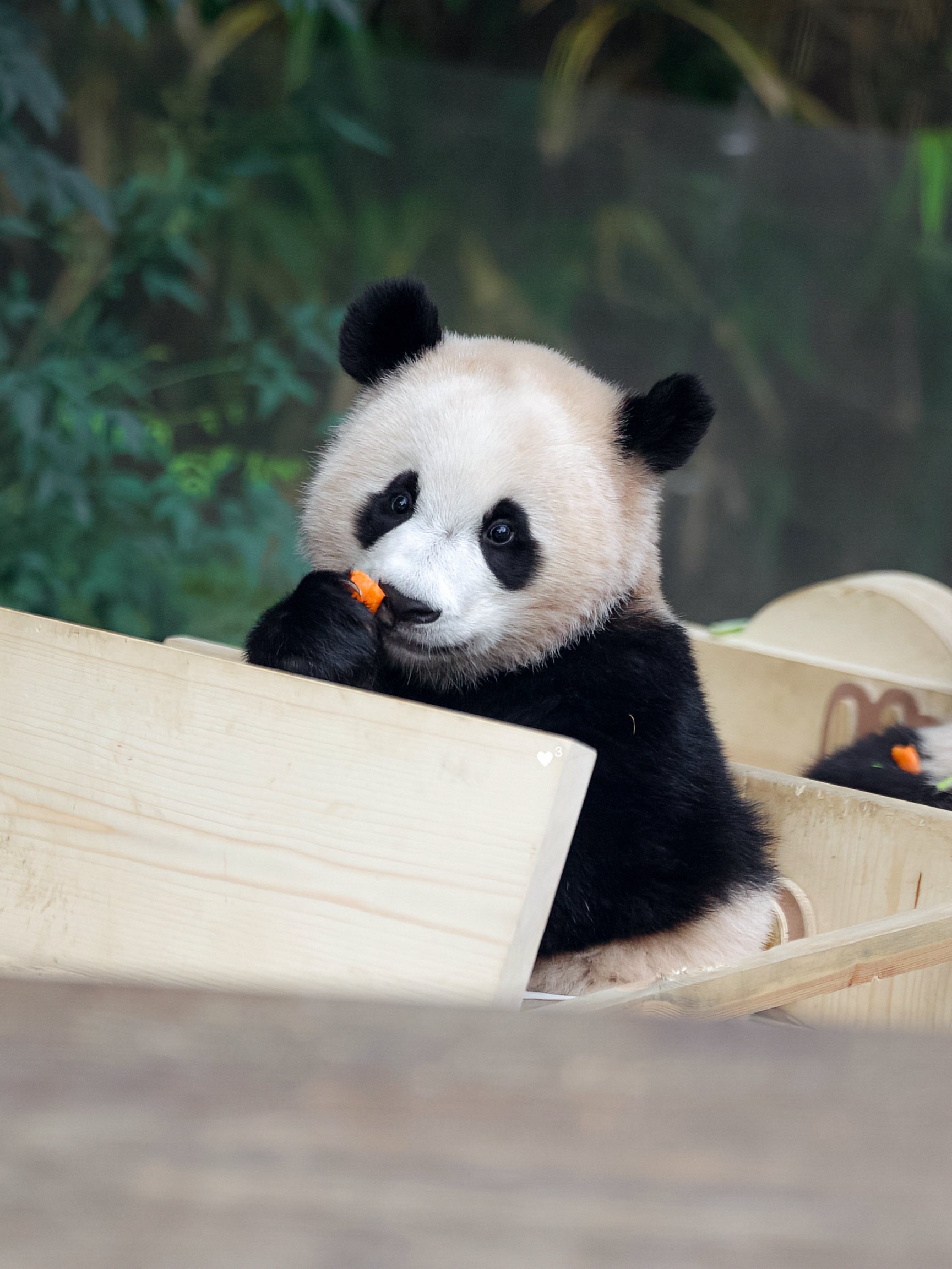 [잡담] 내가 후이바오를 상상하면 아직 이 이미지인데 | 인스티즈