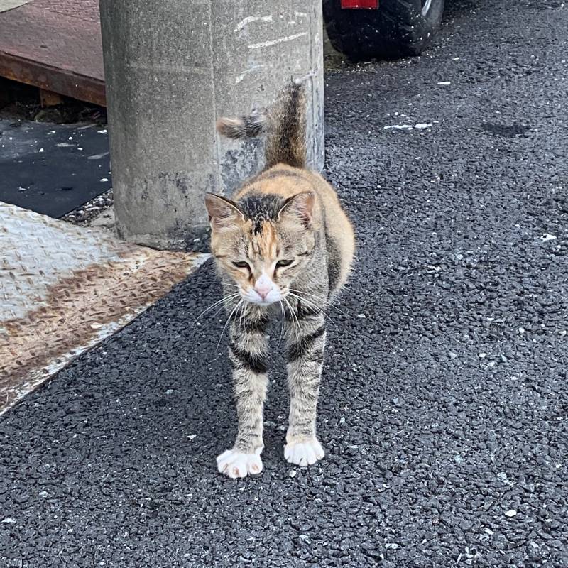 [잡담] 고양이 그냥 멀리서 사진 찍는데 다가왔어🐈😭 | 인스티즈