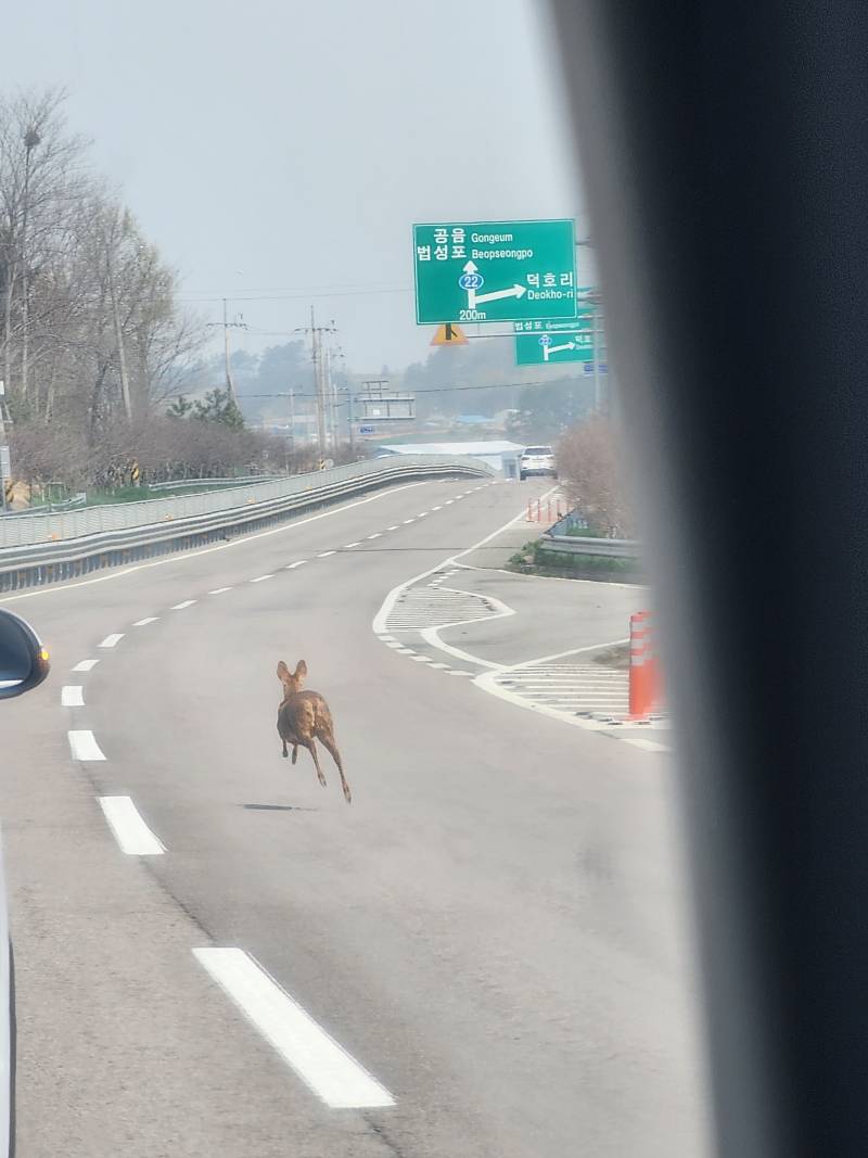 [잡담] 고라니도 차로 분류되냐 | 인스티즈