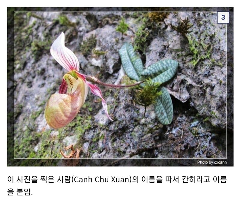 발견된지 1년만에 멸종 당한 난초 | 인스티즈