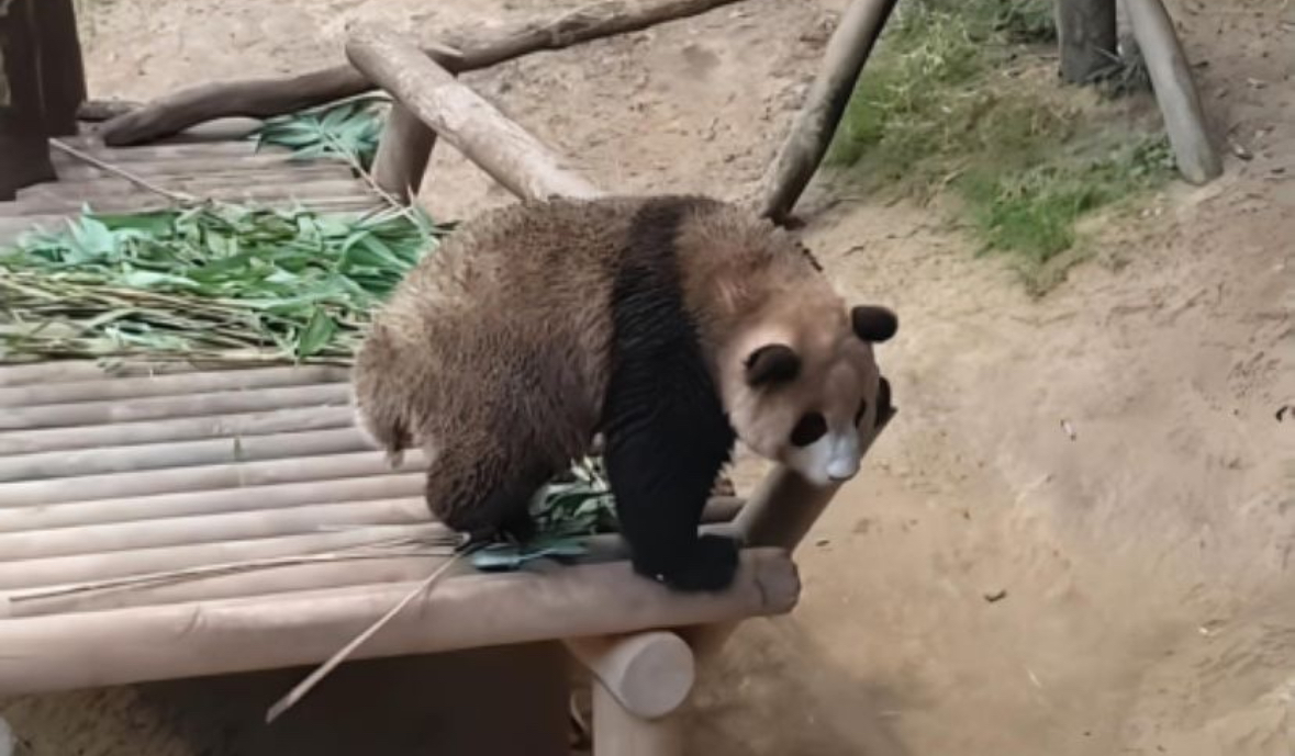 [잡담] 하 얘 누구임 저 이런 판다 몰라요... | 인스티즈