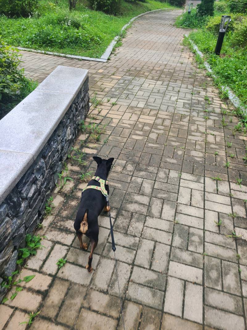 [잡담] 산책중인데 하늘이 금방 비 쏟아질것같어 | 인스티즈