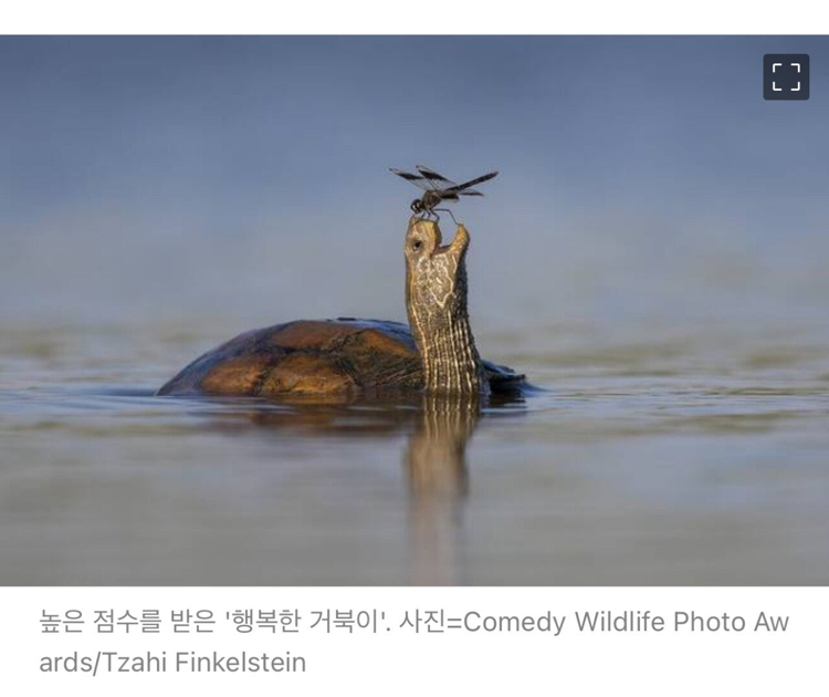 2023년 코미디 야생동물 사진대회 수상작.jpg | 인스티즈