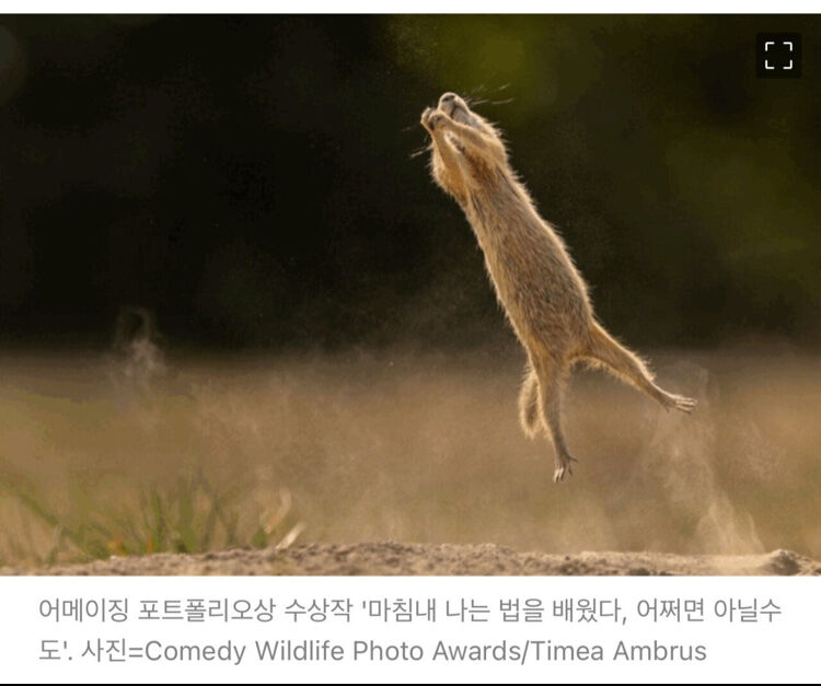 2023년 코미디 야생동물 사진대회 수상작.jpg | 인스티즈