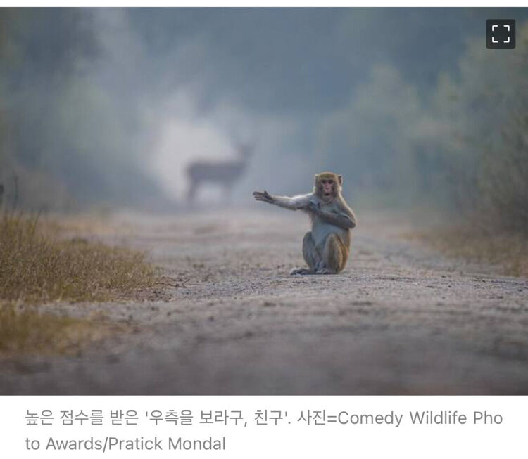 2023년 코미디 야생동물 사진대회 수상작.jpg | 인스티즈