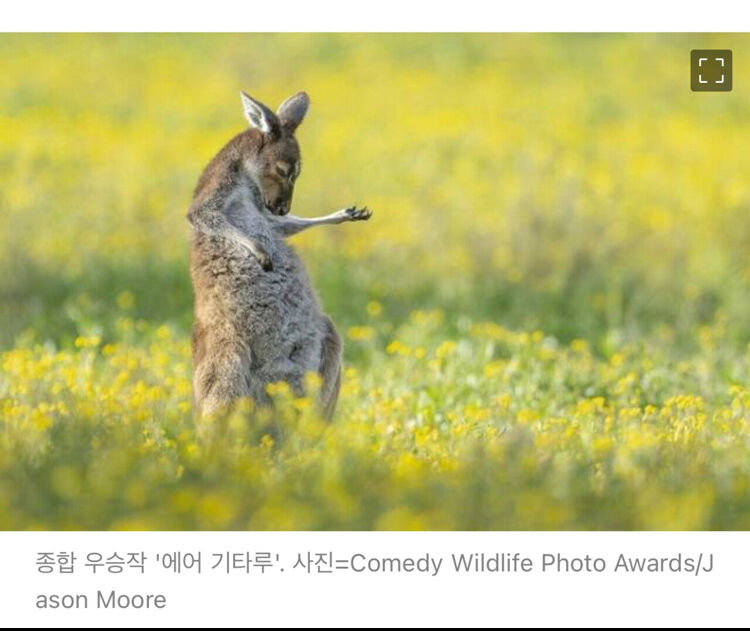 2023년 코미디 야생동물 사진대회 수상작.jpg | 인스티즈