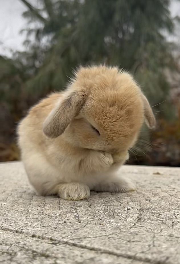 [잡담] 큰방에 있는 도영이들아 토끼 짤털 하자 | 인스티즈