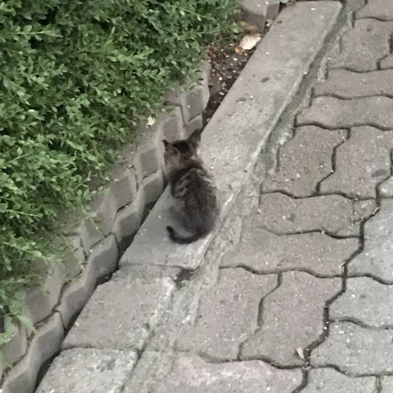 [잡담] 아까 겁나 아기냥이 봄 | 인스티즈