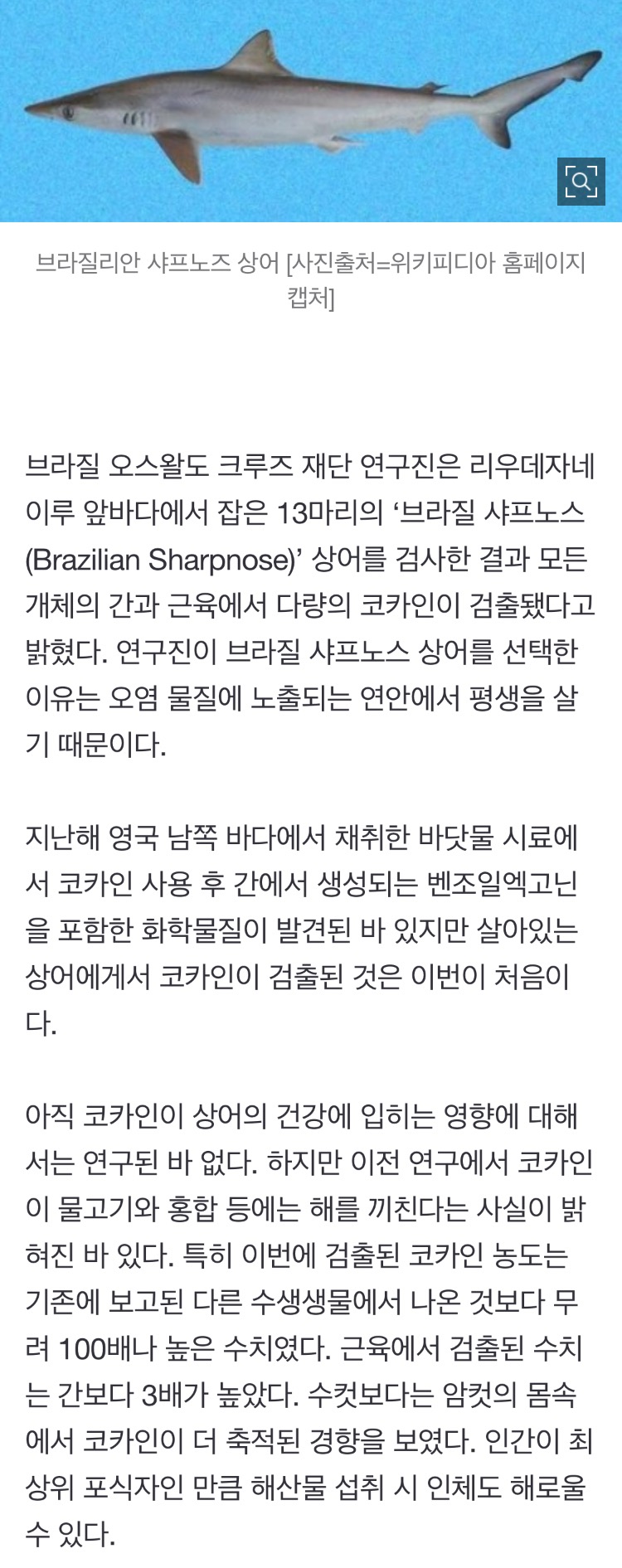 [정보/소식] '코카인에 취한 상어' 처음 발견됐다 바다까지 마약에 오염된 브라질 | 인스티즈