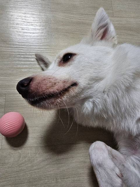 [잡담] 강아지 입이 빨간데 원인이 뭘까?ㅠㅠ | 인스티즈