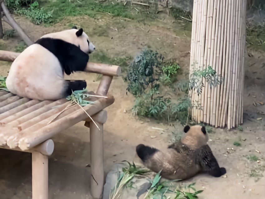 [잡담] 푸바오 흙곰 되는 거 | 인스티즈