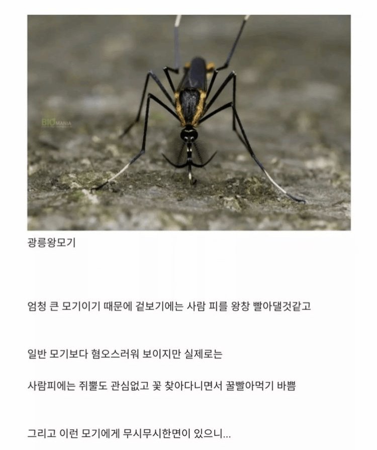 [잡담] 한반도에 서식하는 착한 광릉왕모기(모기사진 있음) | 인스티즈