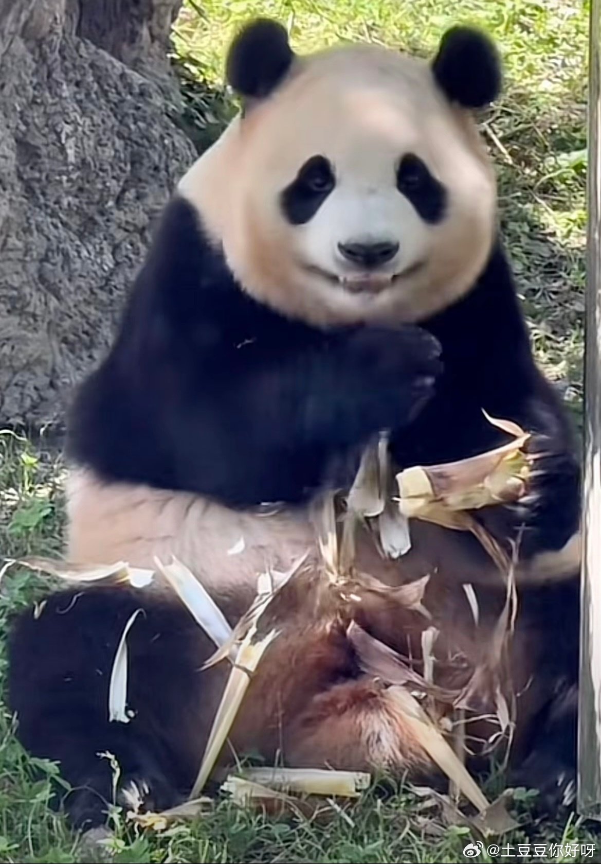 [잡담] 푸바오 웃는 것 좀 봐ㅋㅋㅋ | 인스티즈