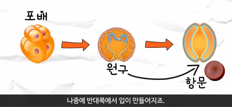 [잡담] 인간의 몸 발생과정에서 가장먼저 나타나는것 | 인스티즈