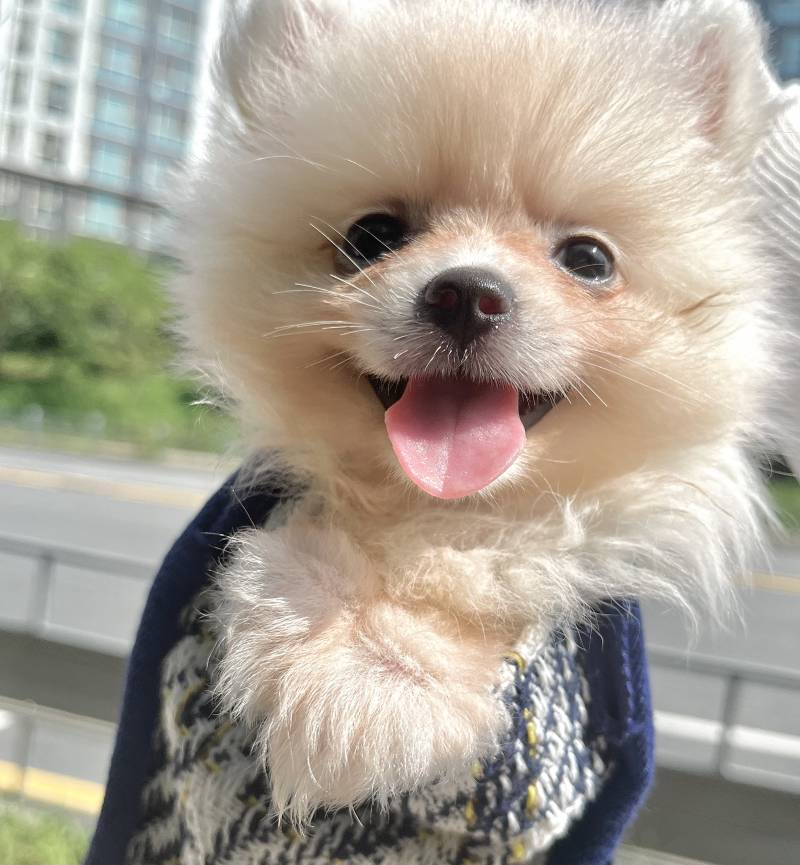 [잡담] 첫산책에 잔뜩 신난 아기포메 뽐이 🐶 | 인스티즈