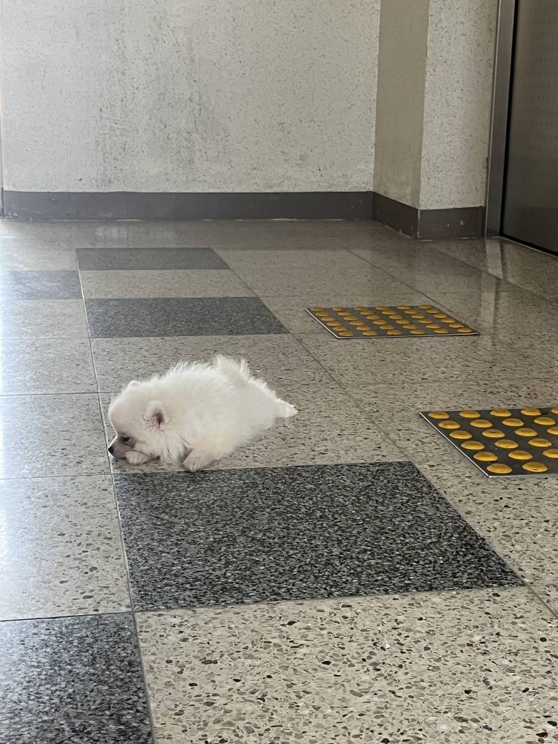 [잡담] 첫산책에 잔뜩 신난 아기포메 뽐이 🐶 | 인스티즈