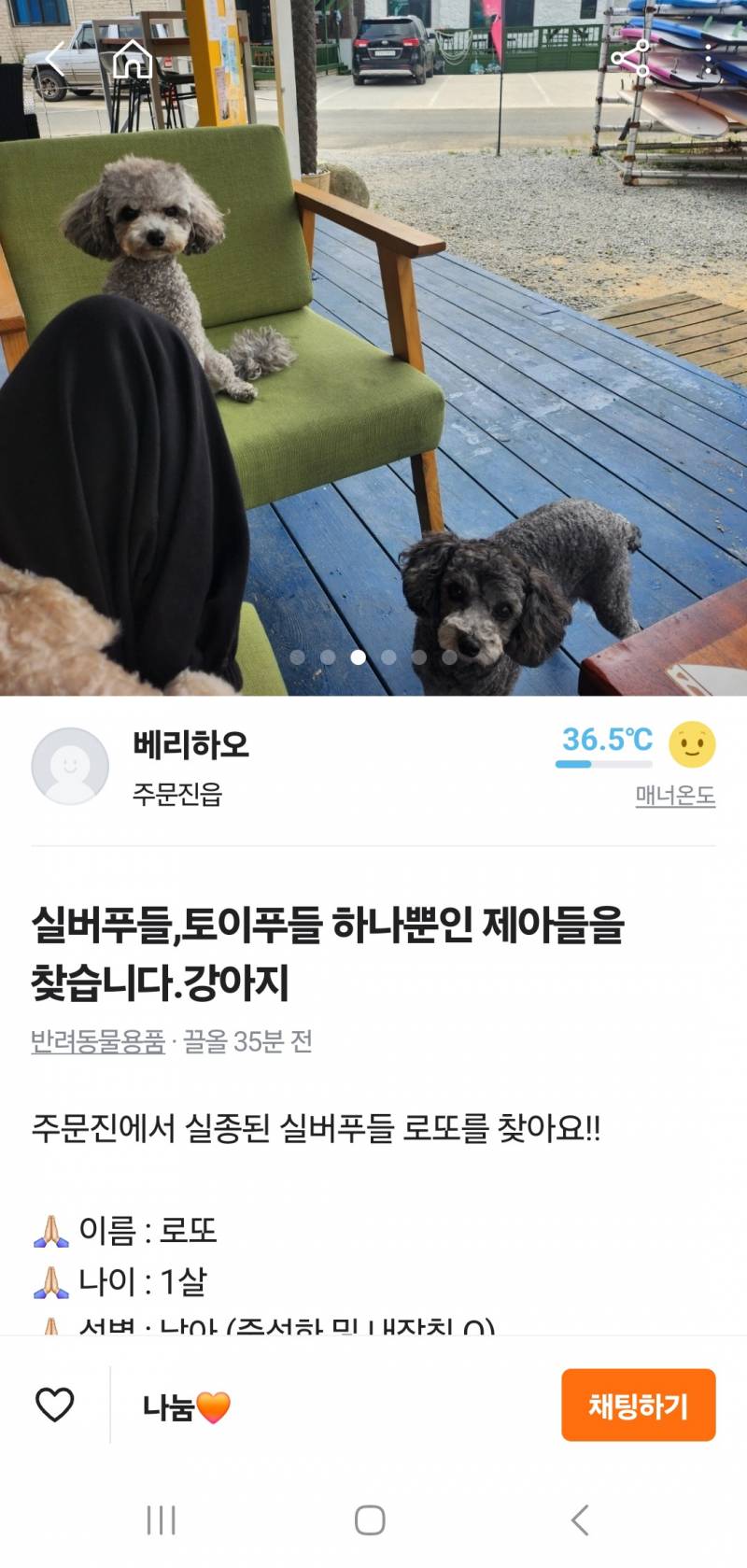 [잡담] 누가 강릉 바다에서 강아지 잃어버렸대(사례금300 | 인스티즈