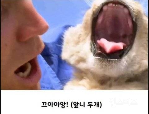 앞니 두개 난 아기사자 | 인스티즈