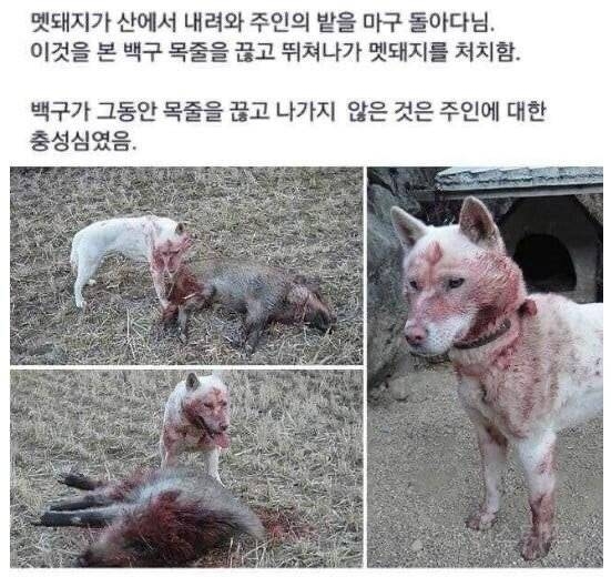 (혐오주의) 목줄을 끊고 뛰어나간 진돗개 | 인스티즈