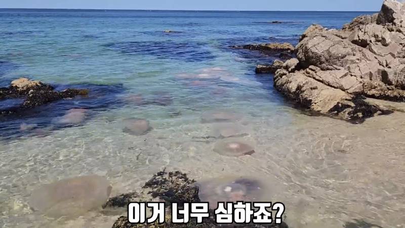 [잡담] 동해 해파리 진짜 심하다 ㅜ | 인스티즈