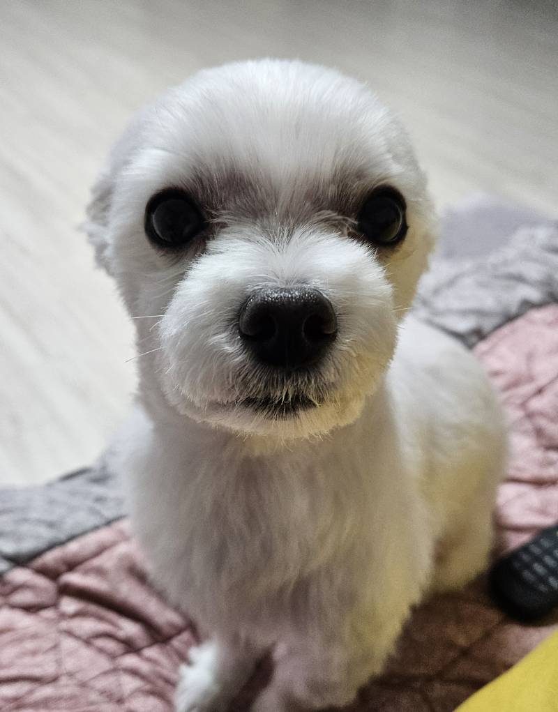 [잡담] 말티미용 한번만 봐주고 가주세용🐶 | 인스티즈