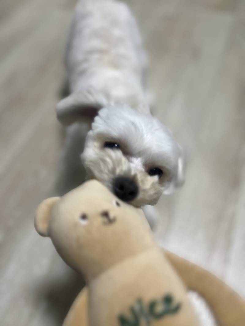 [잡담] 젭.,제발 살려주시오...난 강아지 인형으로 태어나 무자비하게 고문을 당하고 있소...!! | 인스티즈