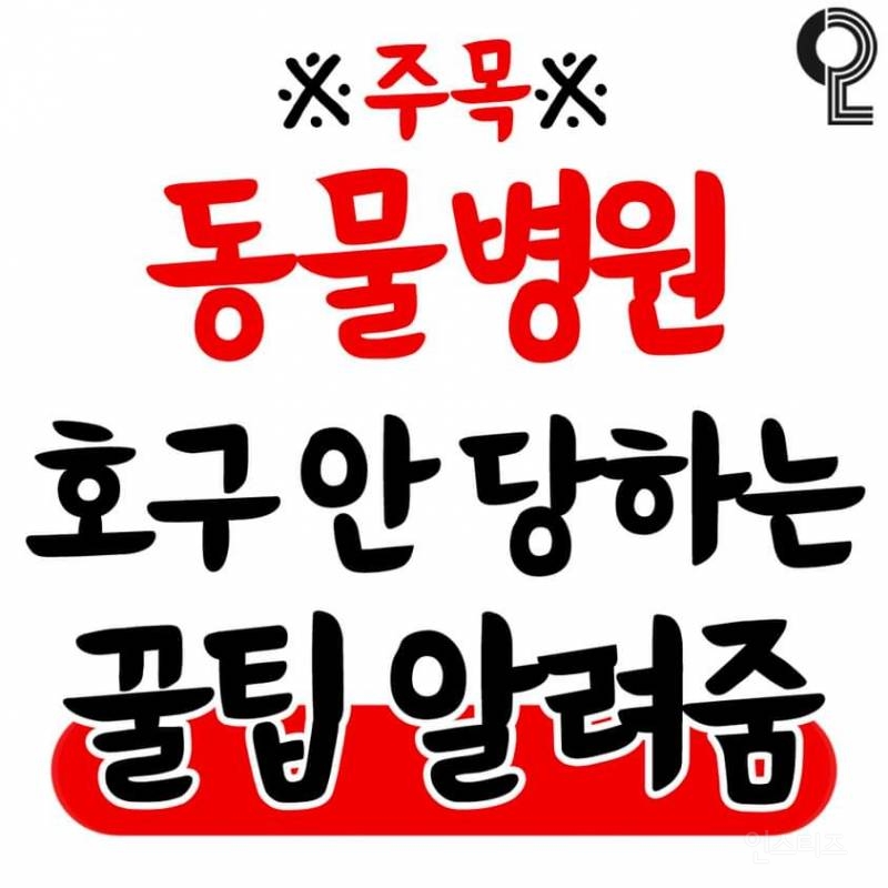 동물병원 호구 당하지 않는 꿀팁 공유 드립니다 | 인스티즈